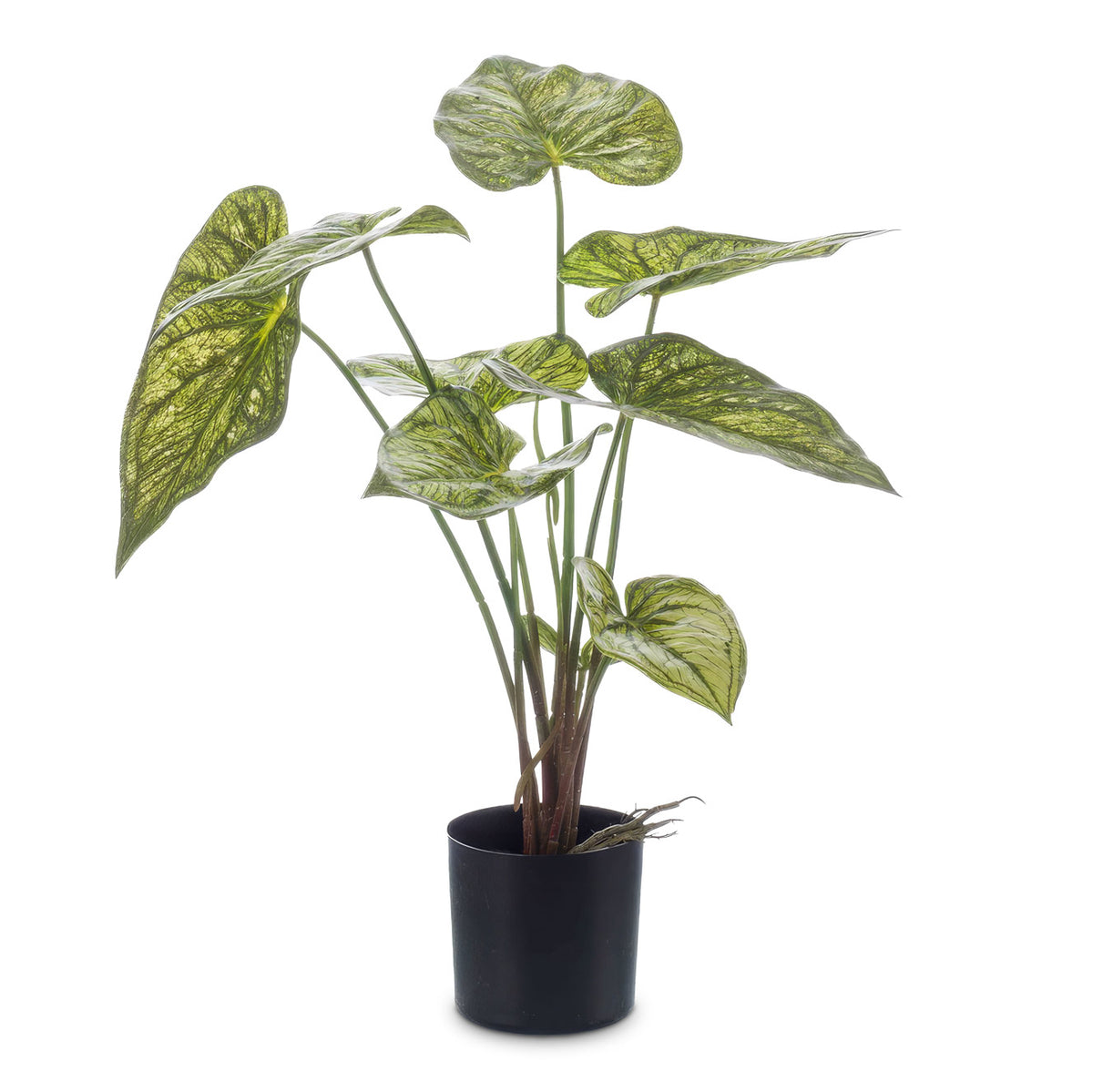 Caladium Green Yellow Potted 60cm Artificial