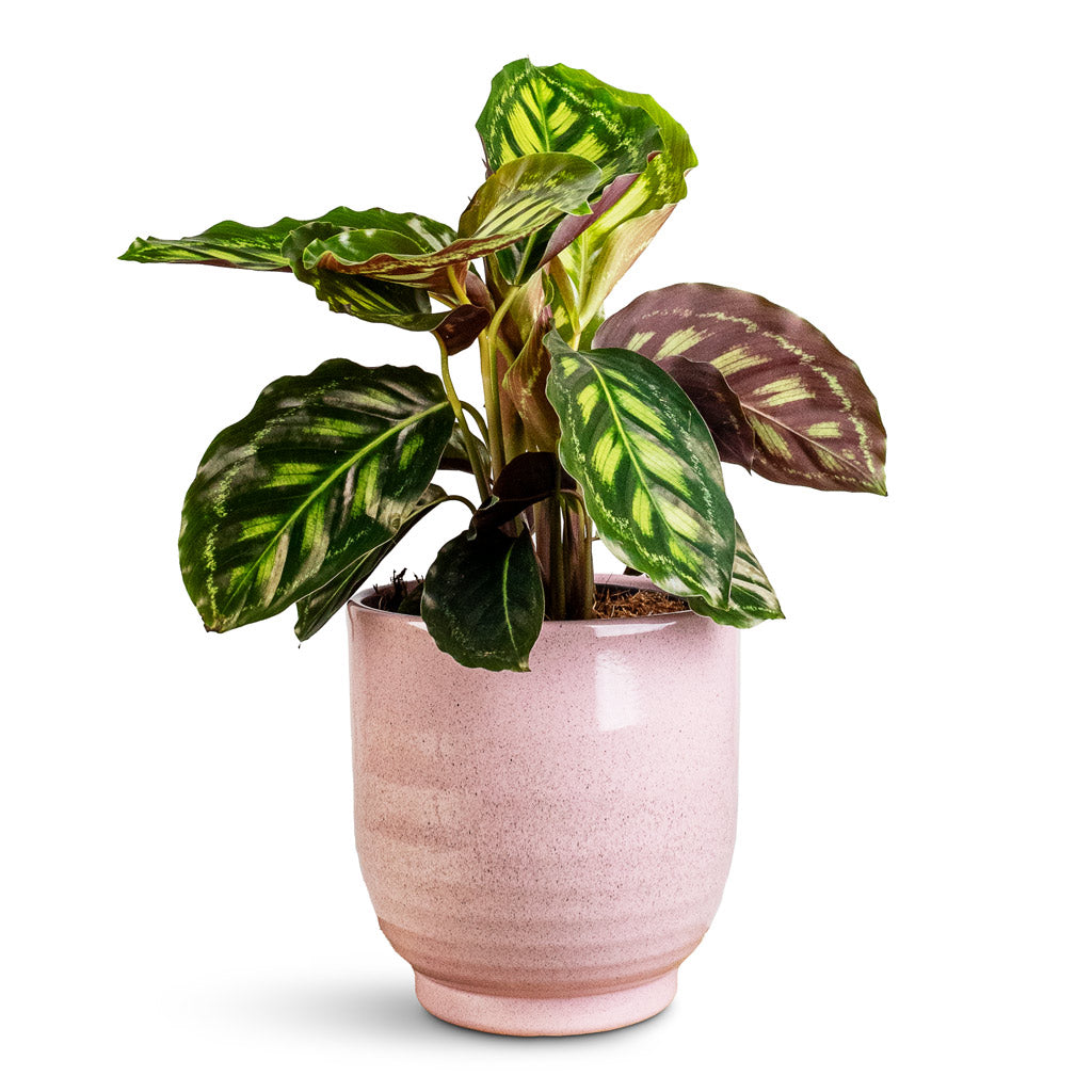 Calathea Flamestar In Sofia Pot Rose 
