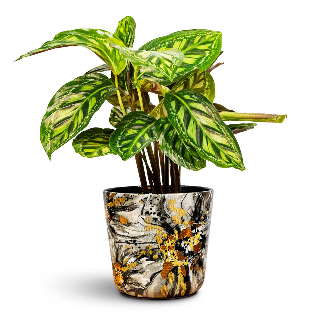 Calathea Flamestar 14x45cm House Plant In Lammie Marigold Pot Ash 16x14cm