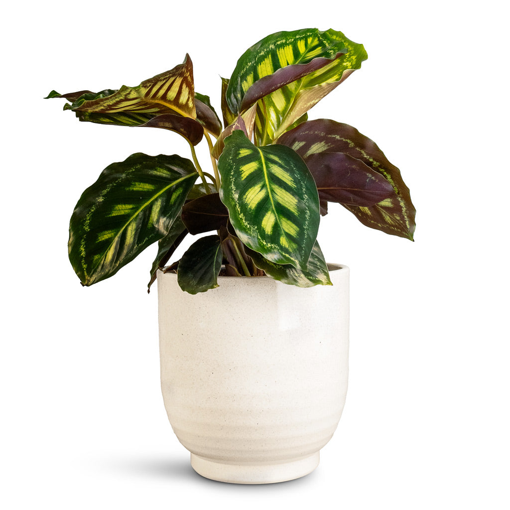 Calathea Flamestar In Sofia Pot Vanilla