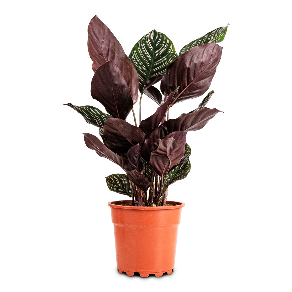 Calathea Sanderiana pin Stripe - 17x60cm