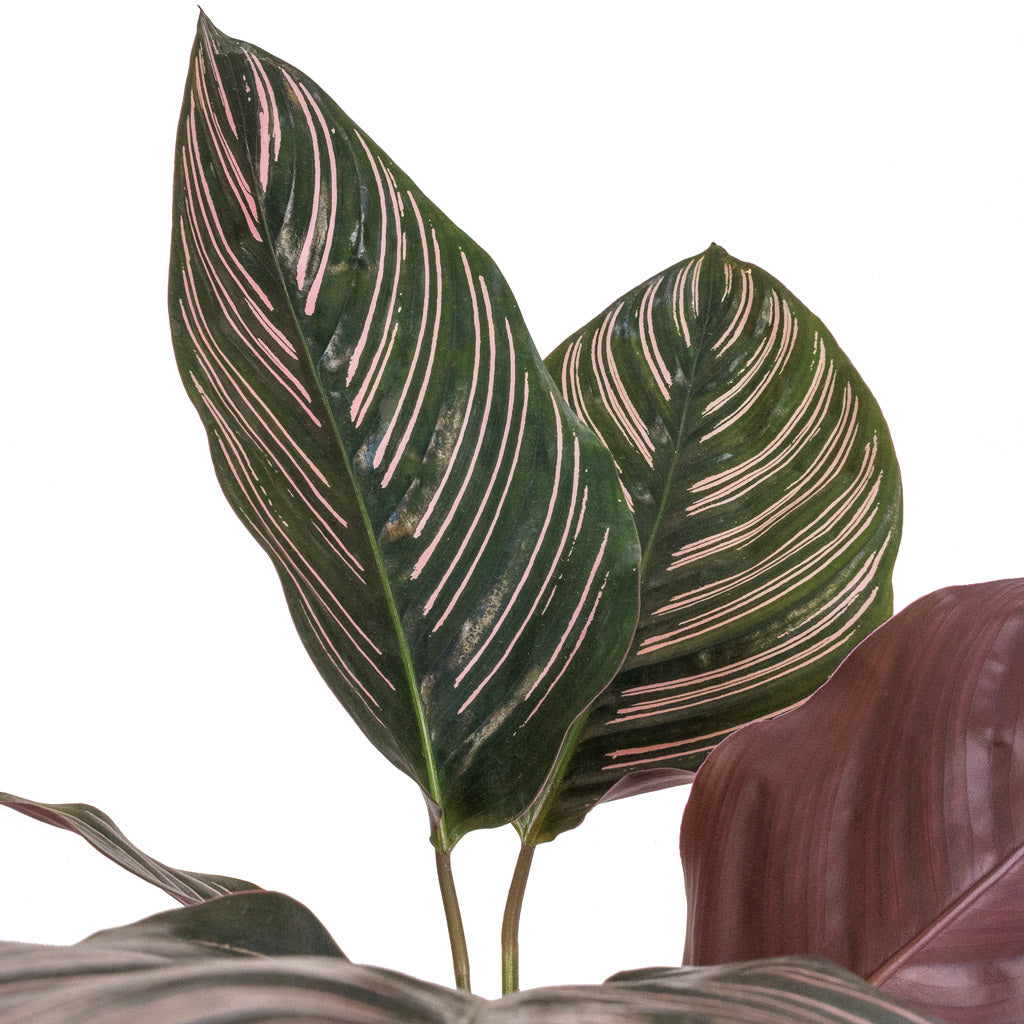 Calathea Sanderiana - Pin-Stripe Calathea Details