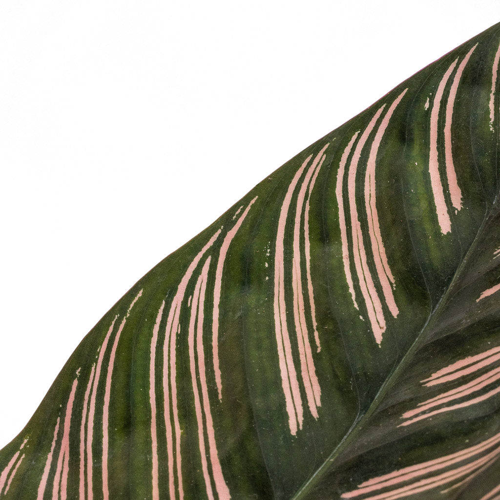 Calathea Sanderiana - Pin-Stripe Calathea Details