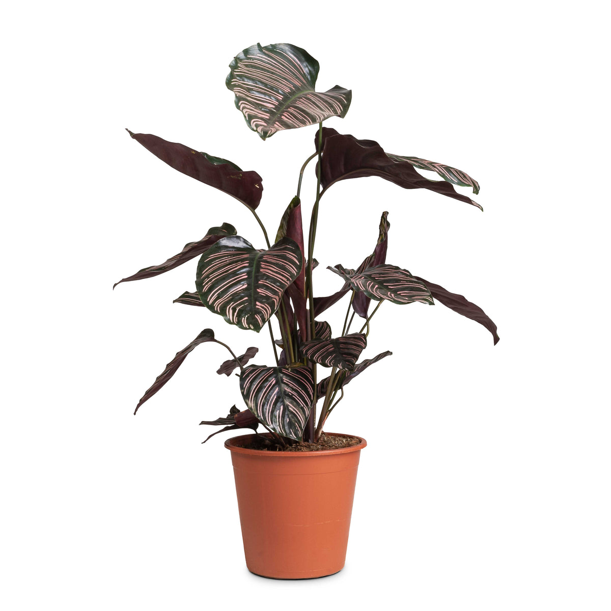 Calathea Sanderiana - Pin-Stripe Calathea