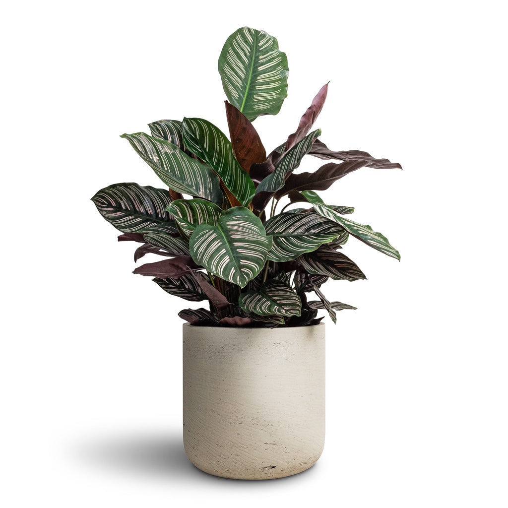Calathea Sanderiana Pin Stripe Calathea - 24x75cm & Charlie Plant Pot Grey Washed - 32x31cm