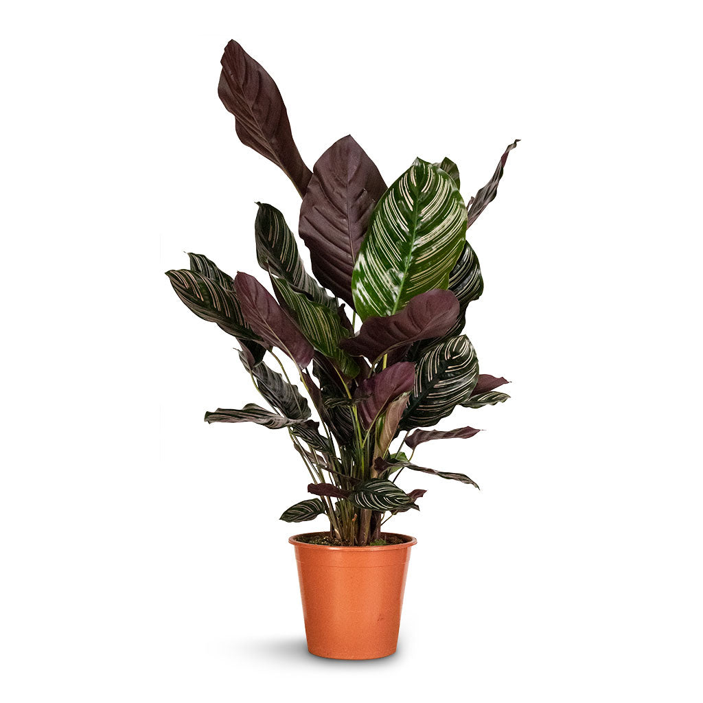 Calathea Sanderiana - Pin-Stripe Calathea XL