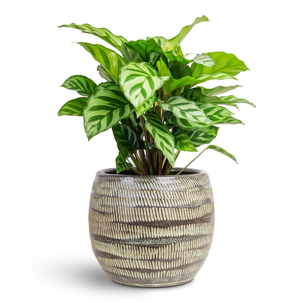 Calathea concinna Freddie 12x30cm House Plant In Manuel Pot Shiny Thyme 16x13cm