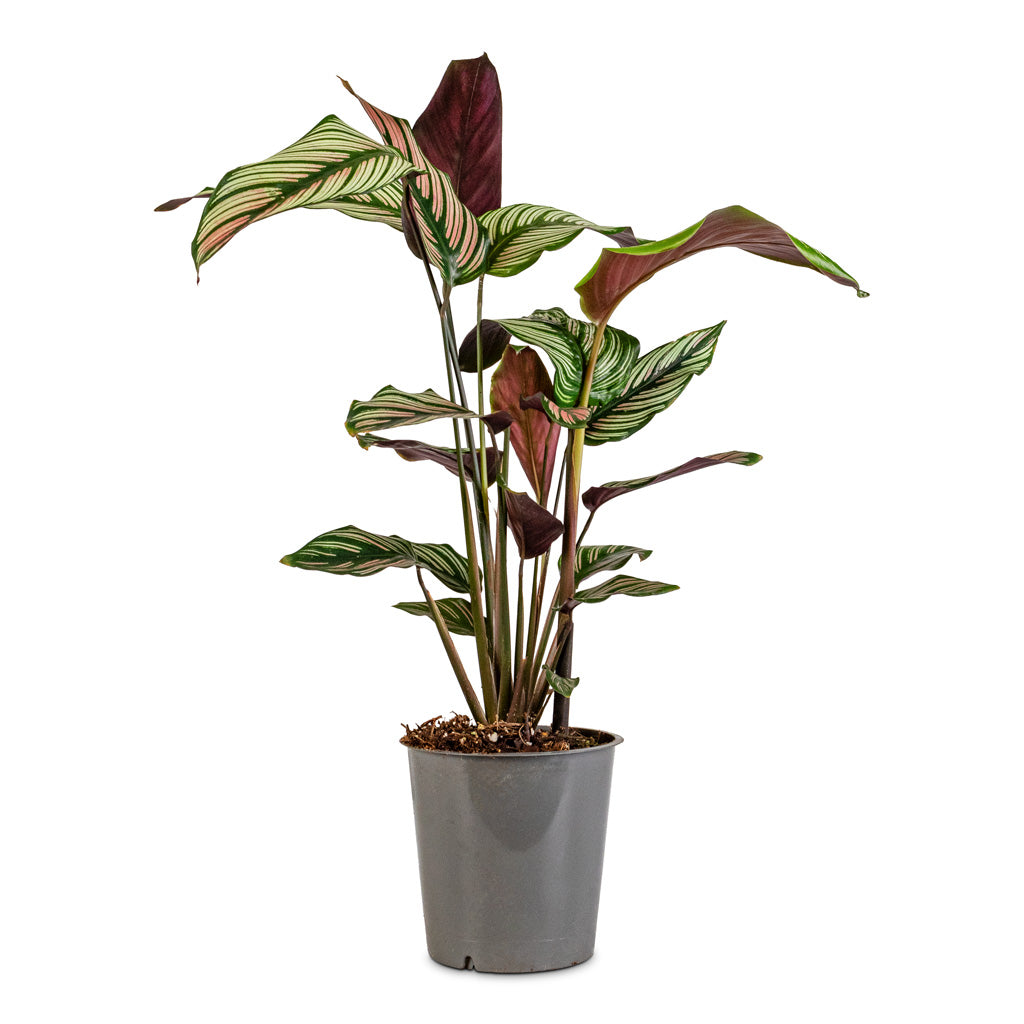 Calathea majestica White Star 12x45cm