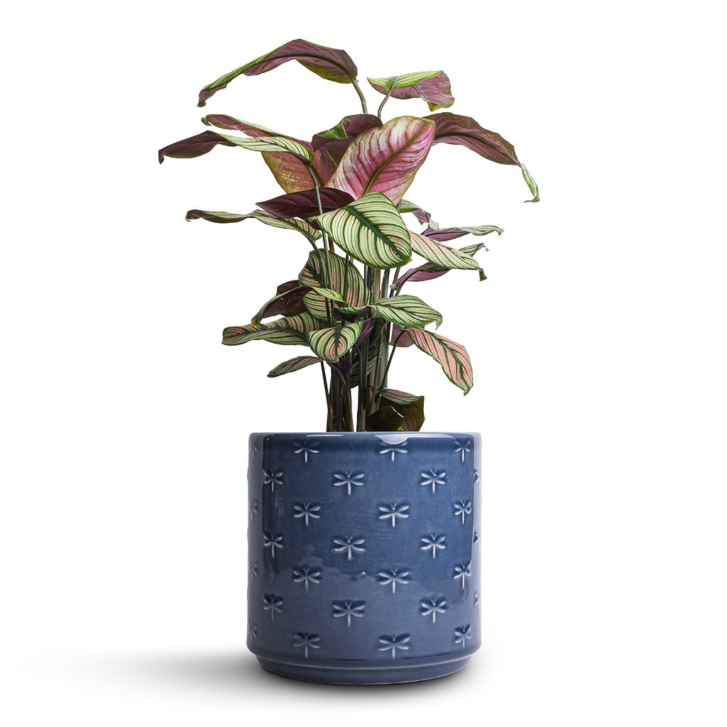 Calathea majestica White Star &amp; Arley Plant Pot - Blue Dragonfly