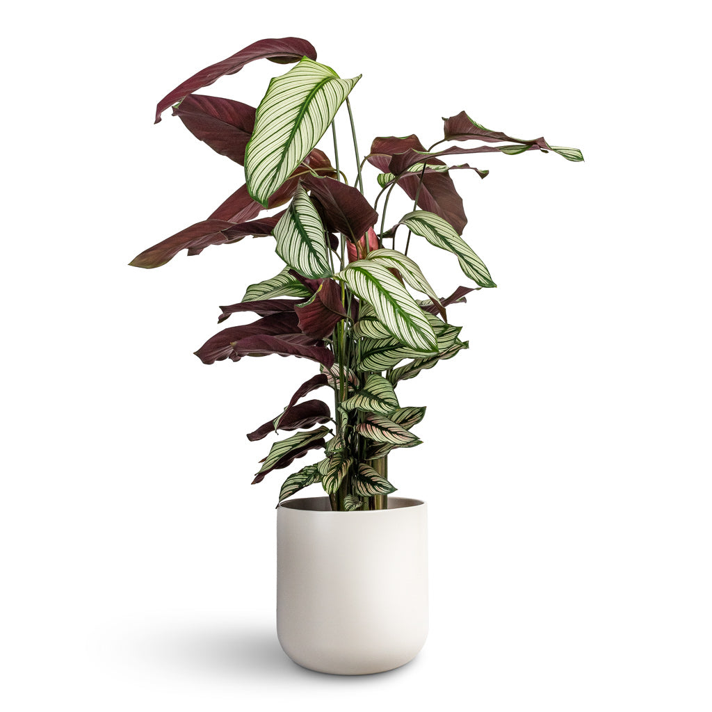 Calathea majestica White Star - 19x75cm In Lisbon Plant Pot Light Grey - 21x21cm