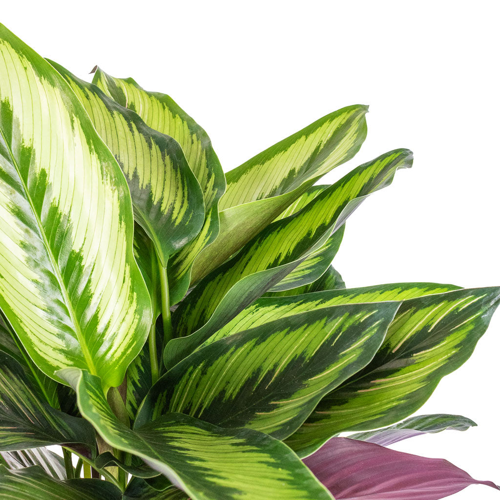 Calathea ornata Beauty Star & Lazzaro Plant Pot - Taupe Garland