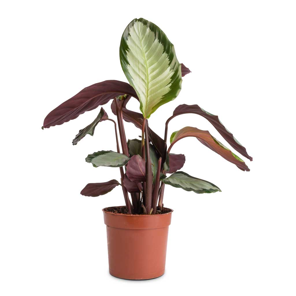 Calathea picturata Argentea