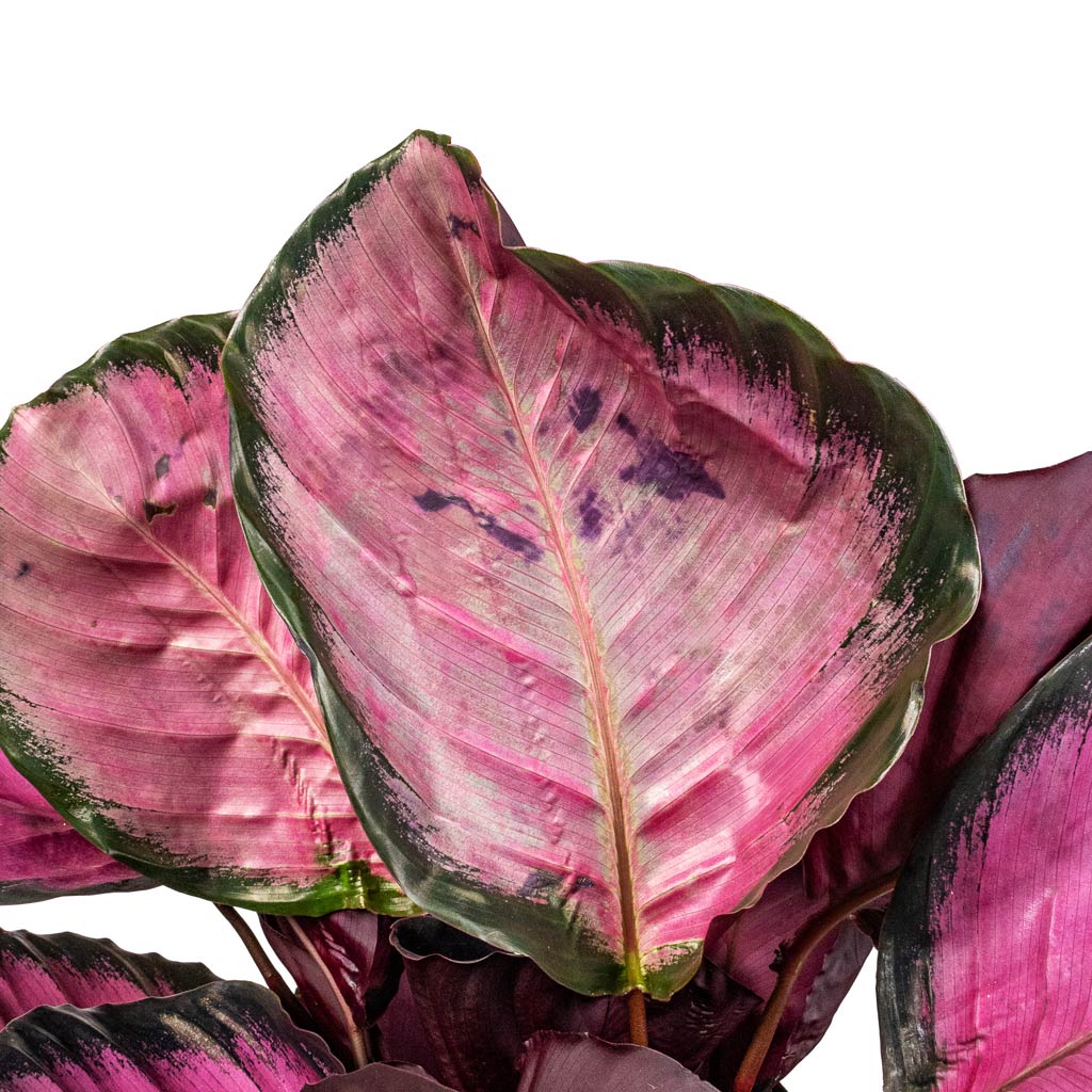 Calathea picturata Crimson In Moda Pot Moon Lattice