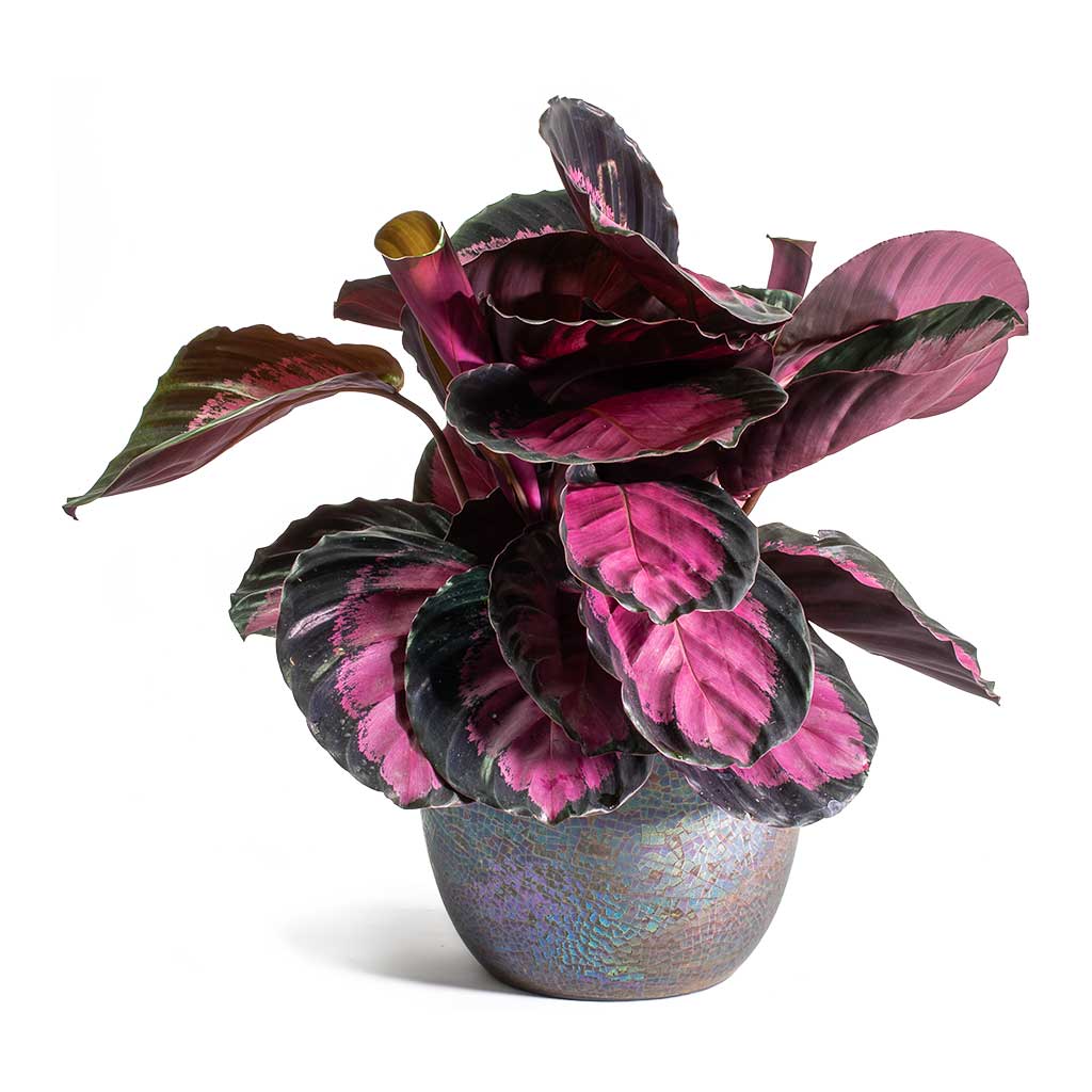 Large Leafed Houseplants