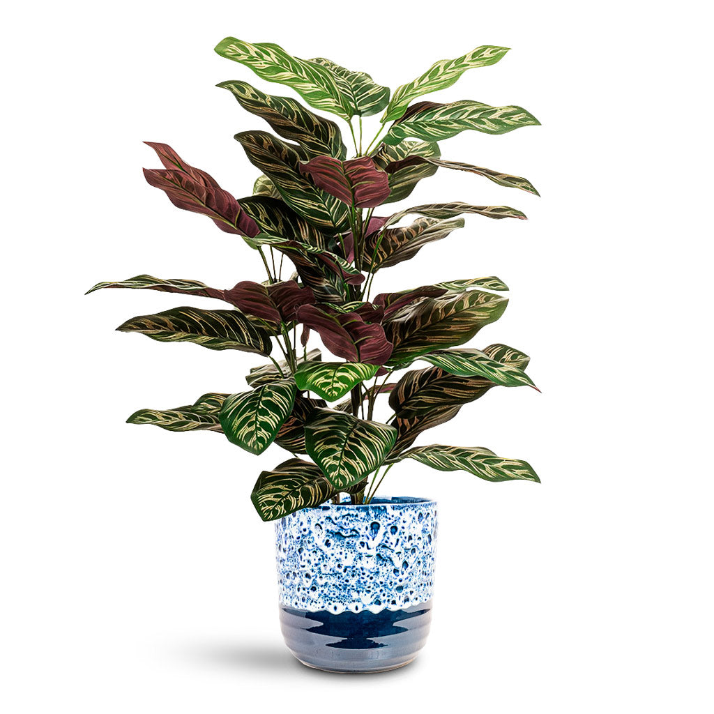 Calathea roseopicta Bush Potted 65cm Artificial