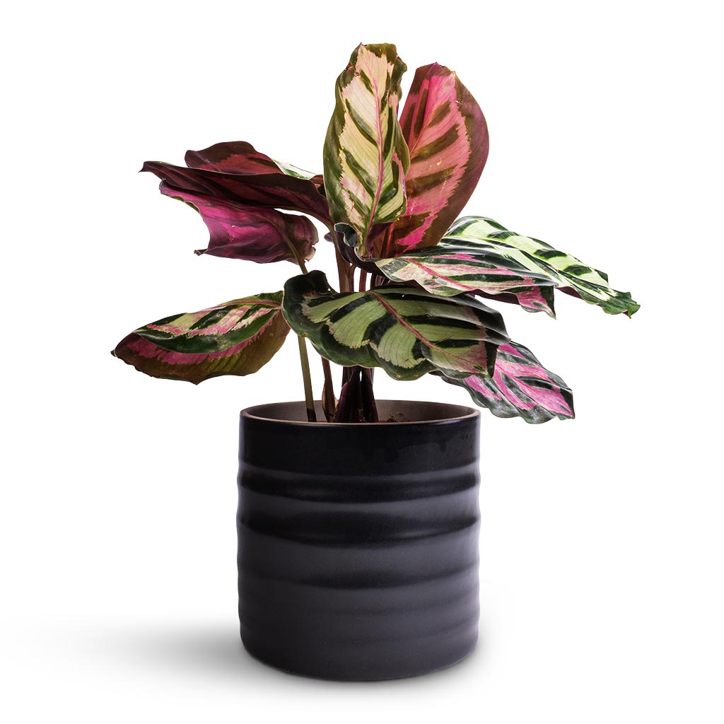 Calathea roseopicta Cora