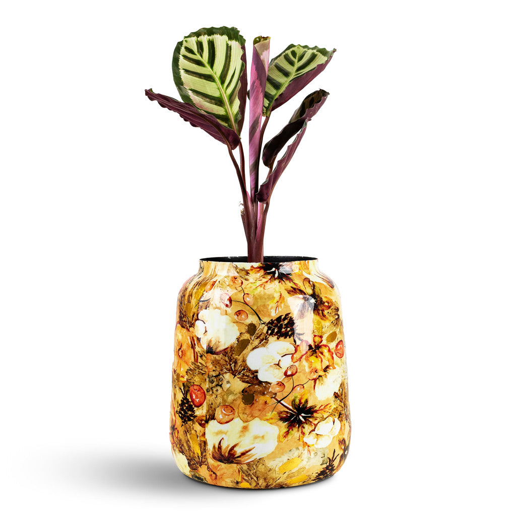 Calathea roseopicta Cora House Plant In Lammie Planter Cotton Cream
