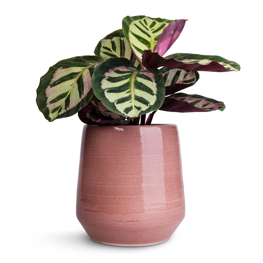 Calathea roseopicta Cora &amp; Remi Plant Pot - Pink