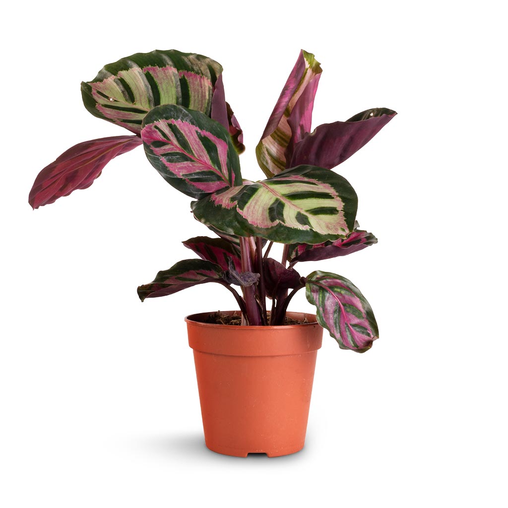 Calathea roseopicta Cora