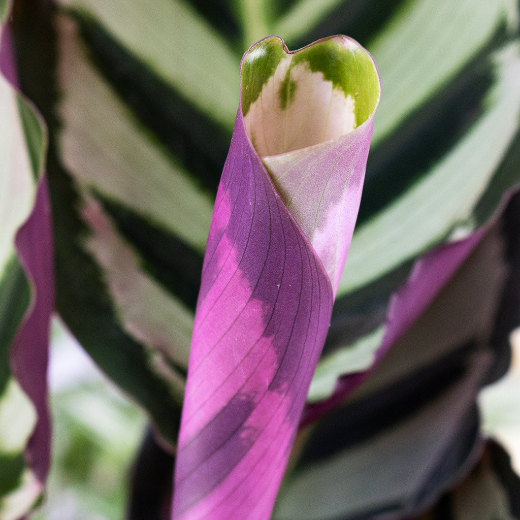 Calathea roseopicta Cora & Remi Plant Pot - Pink