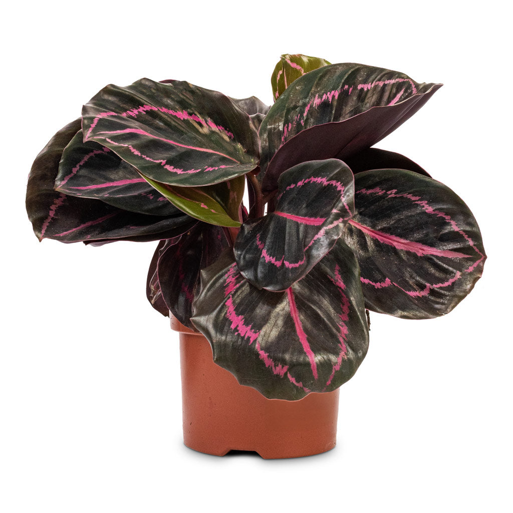 Calathea roseopicta Dottie Rose Painted Calathea - 10.5x20cm