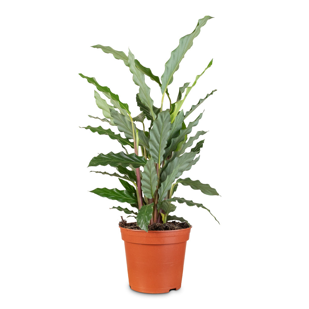 Calathea rufibarba Bluegrass - 14x55cm