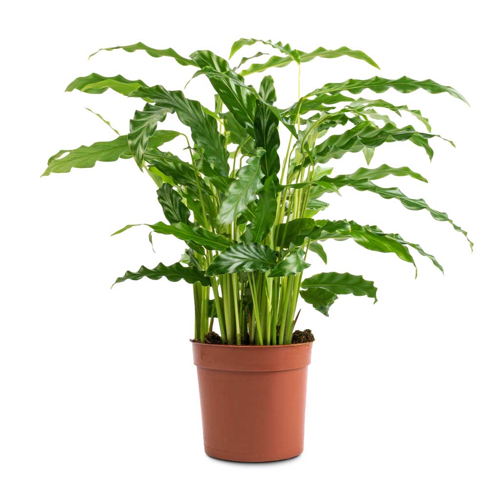 Calathea rufibarba Bluegrass - Velvet Calathea - 12 x 40cm