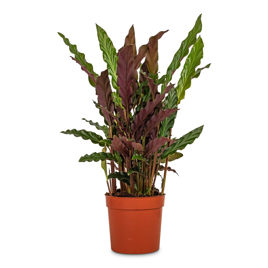 Calathea-rufibarba-Velvet-Calathea-12x40cm