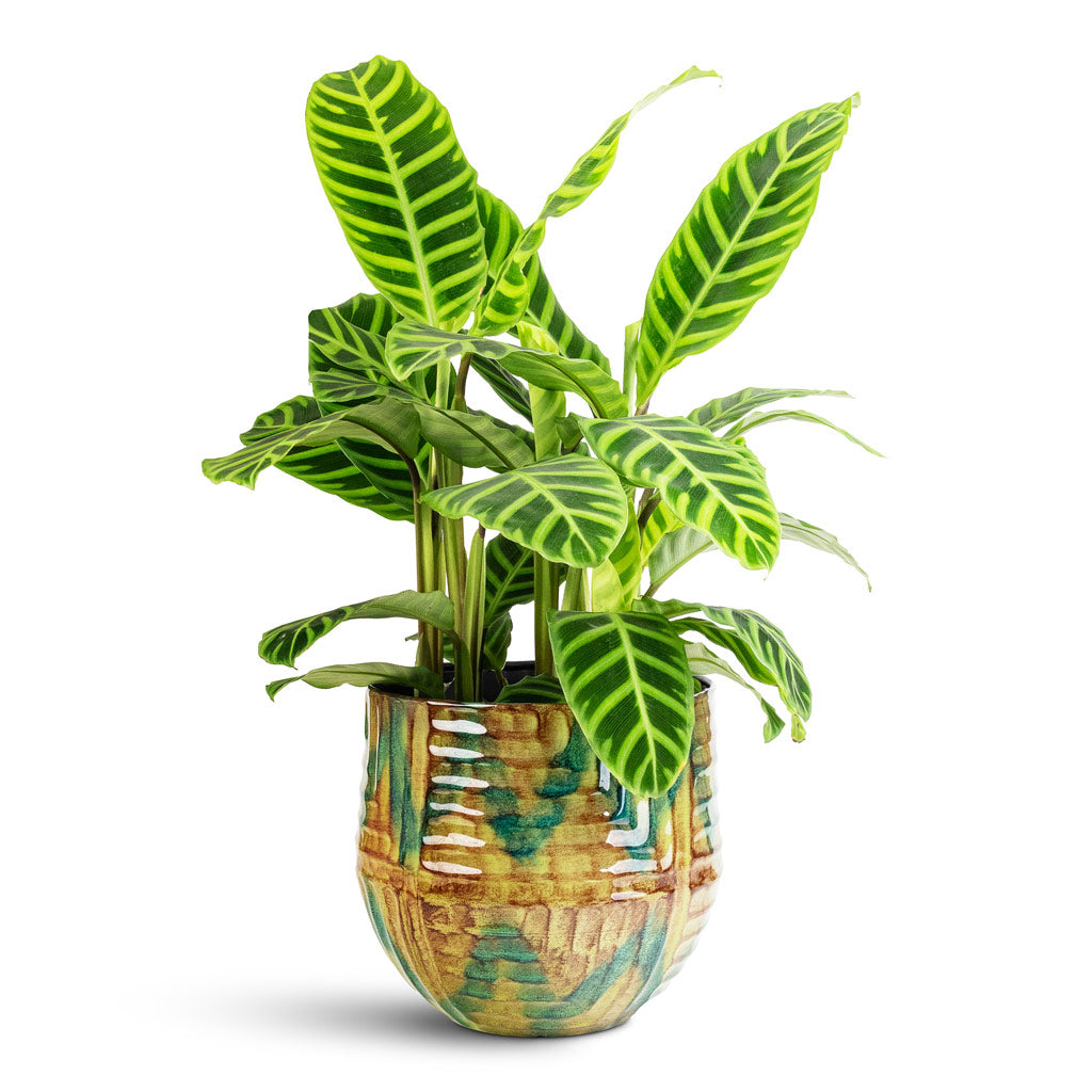 Calathea zebrina - 19x70cm In Mette Metal Pot Marrakesh - 28x25cm