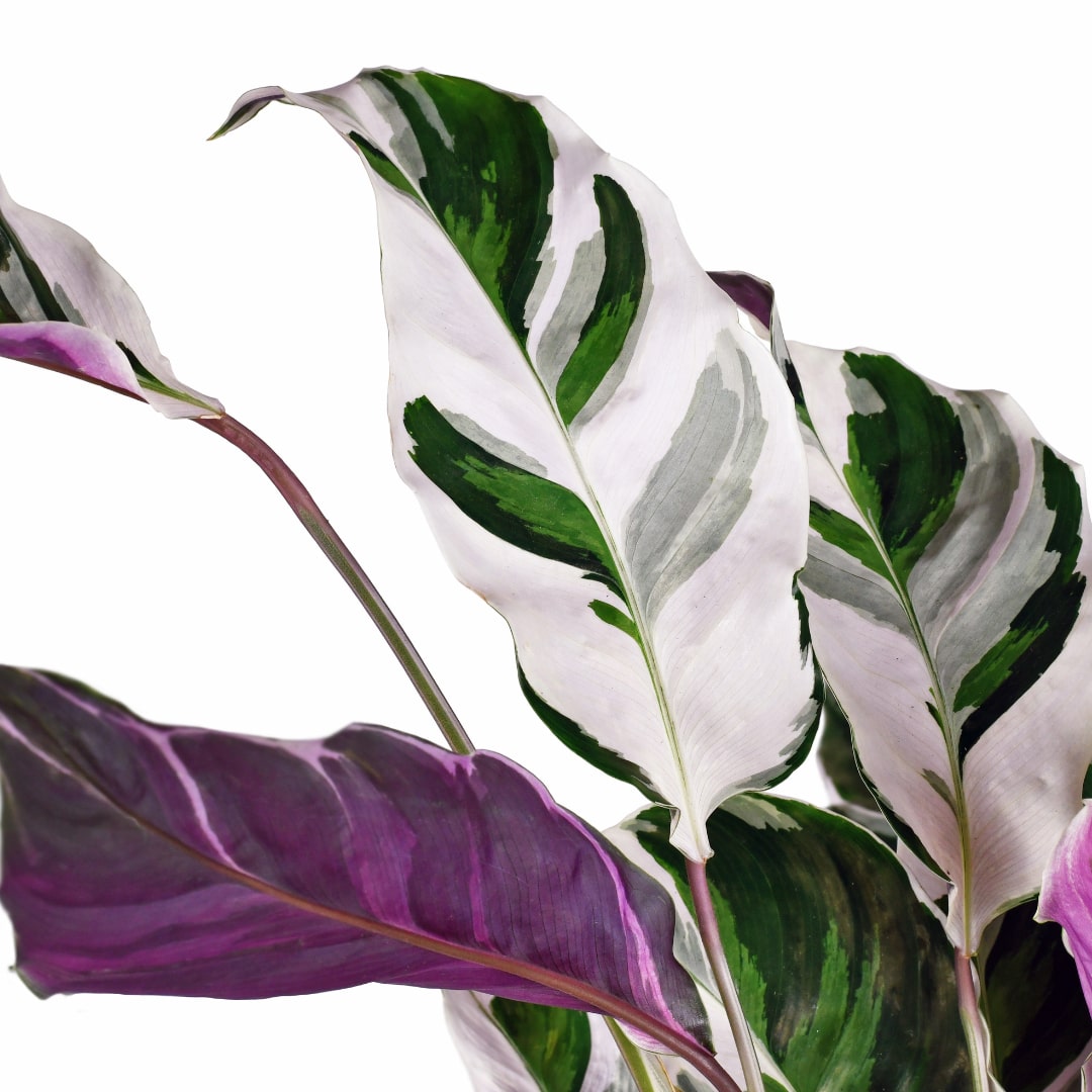 Calathea Fusion White