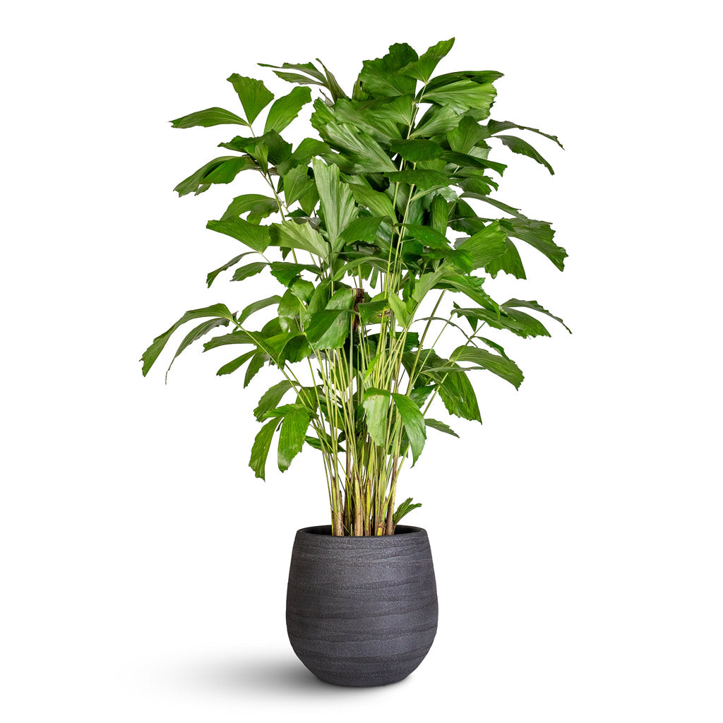 Caryota mitis Fish Tail 21x100cm Joyce Pot Anthracite 31x28cm