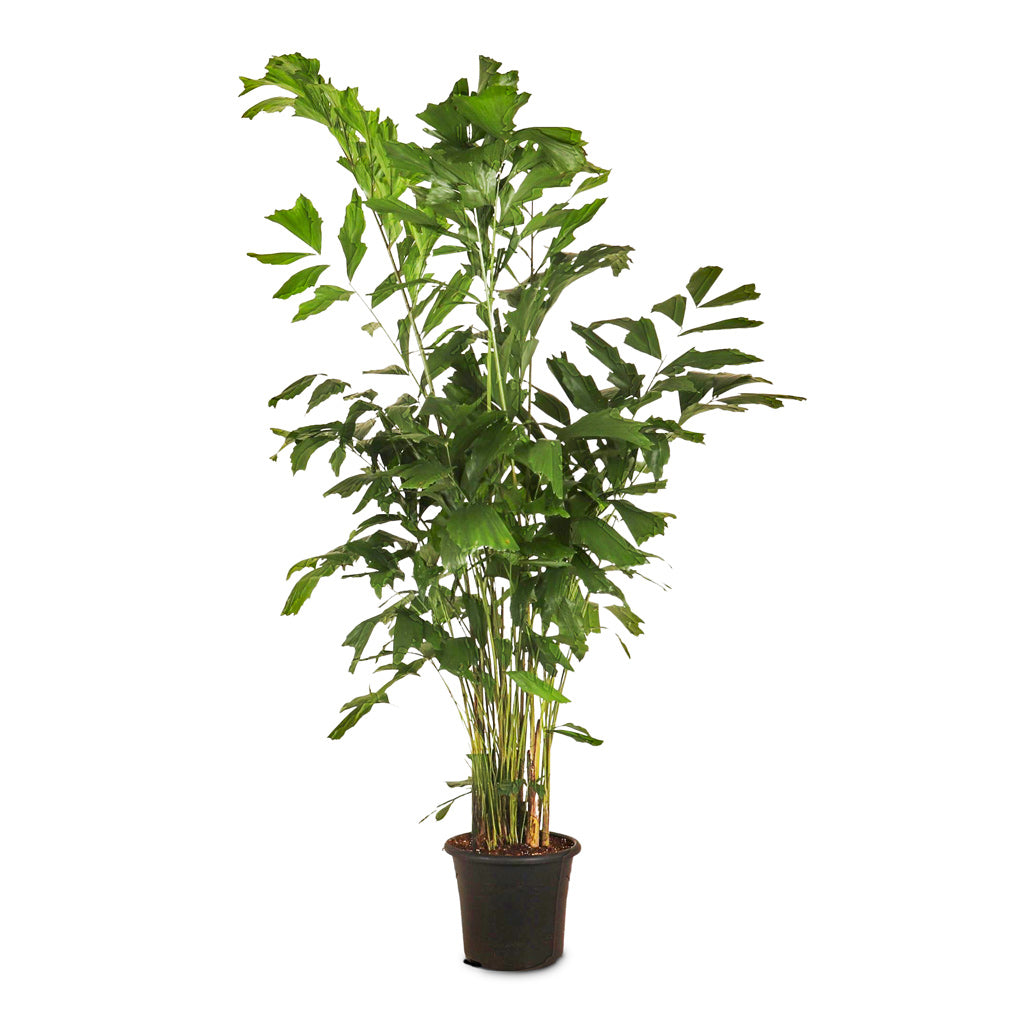 Caryota mitis Fish Tail 32x210cm