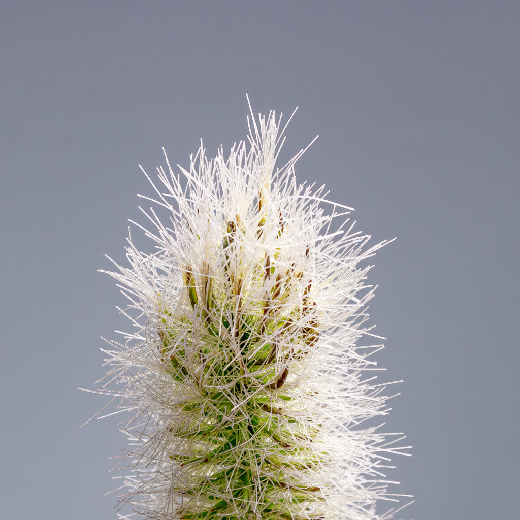 Cattails Grass Artificial Close Up 