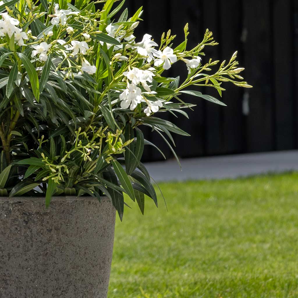 Cement & Stone Ben Planter - Granite Grey Edge