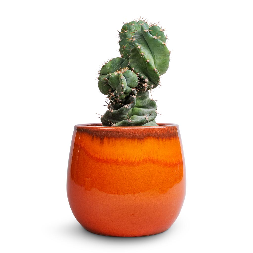 Cereus forbesii spiralis - Spiralled Cereus & Charlotte Plant Pot - Orange