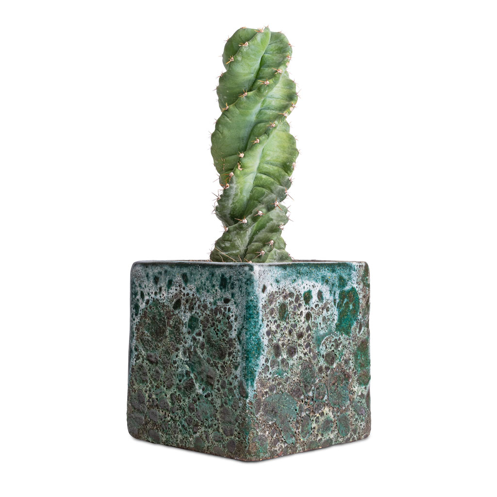 Cereus forbesii spiralis - Spiralled Cereus & Lava Cube Relic Planter - Jade