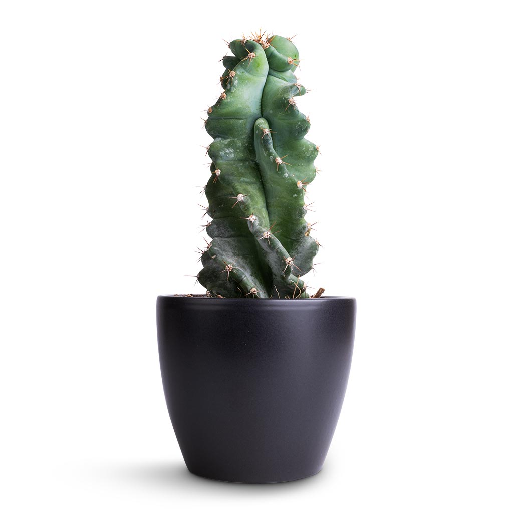 Cereus forbesii spiralis - Spiralled Cereus & Sven Plant Pot - Black