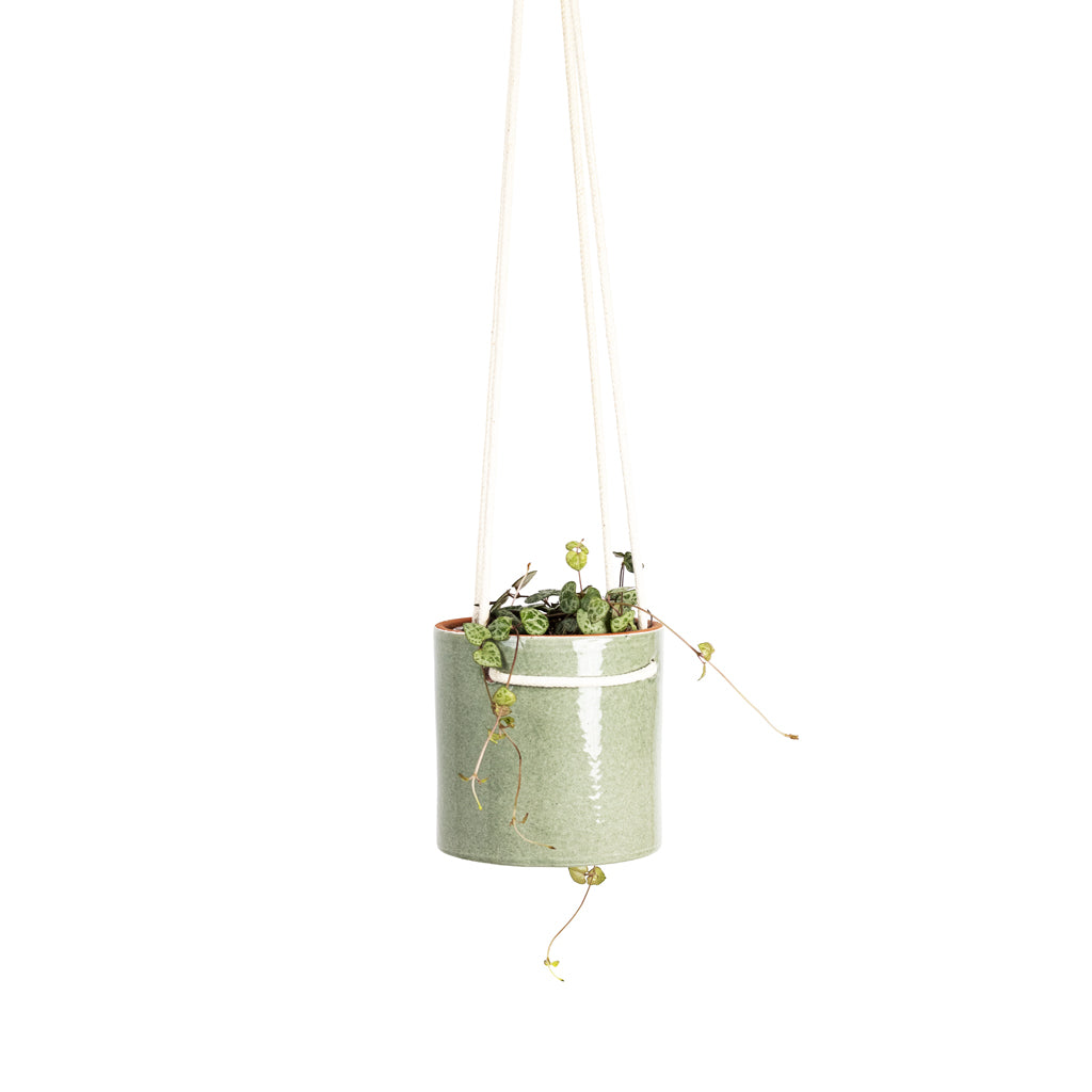 Ceropegia woodii 8x20cm House Plant In Kai Hanging Pot Mint 11x10cm close up