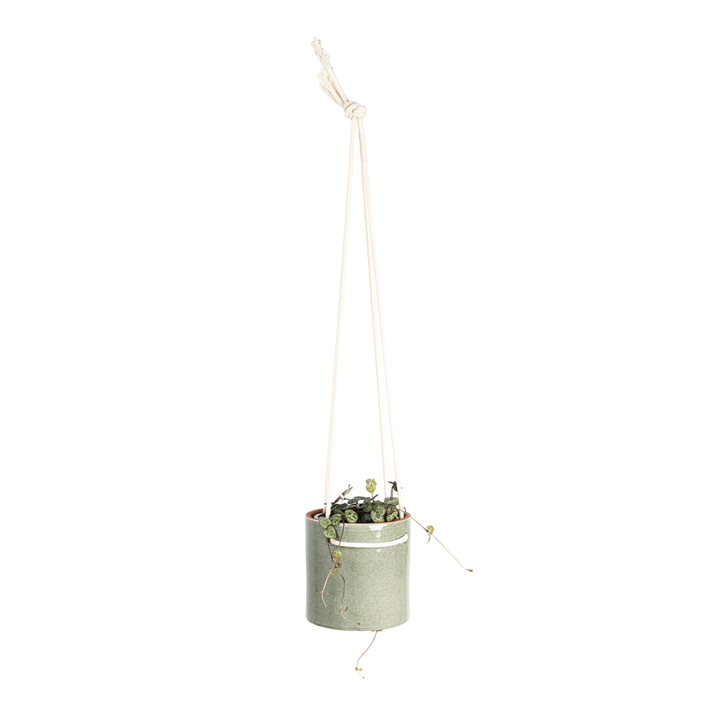 Ceropegia woodii 8x20cm House Plant In Kai Hanging Pot Mint 11x10cm
