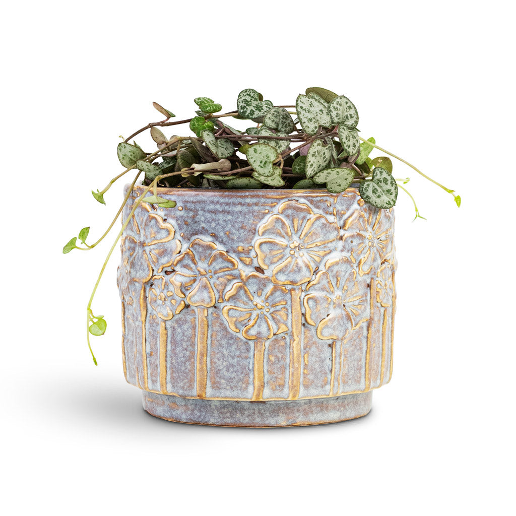 Ceropegia woodii House Plant In Lilou Pot Periwinkle