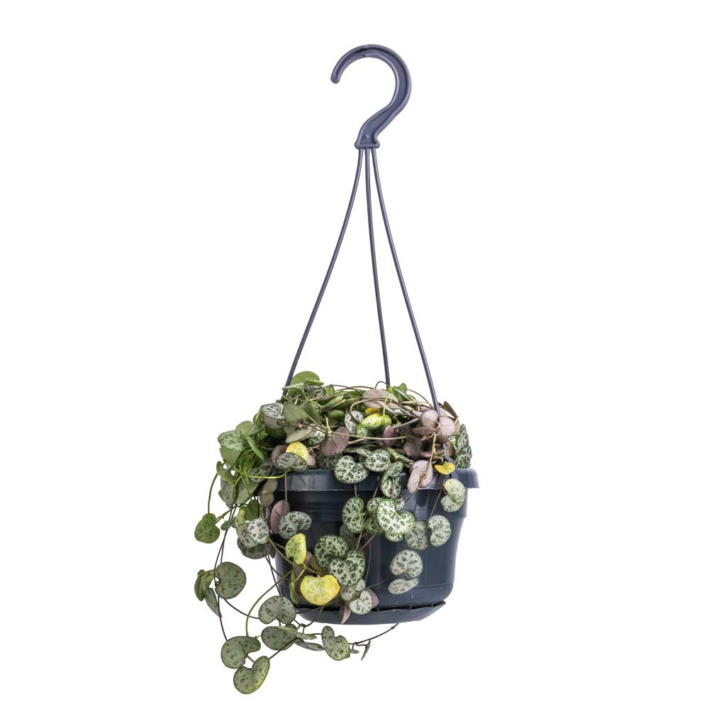 Ceropegia woodii - String of Hearts - 14 x 30cm