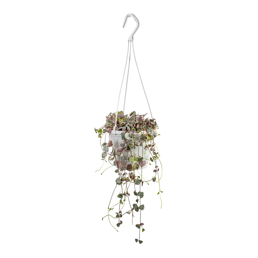 Ceropegia woodii - Variegated String of Hearts - 14 x 30cm