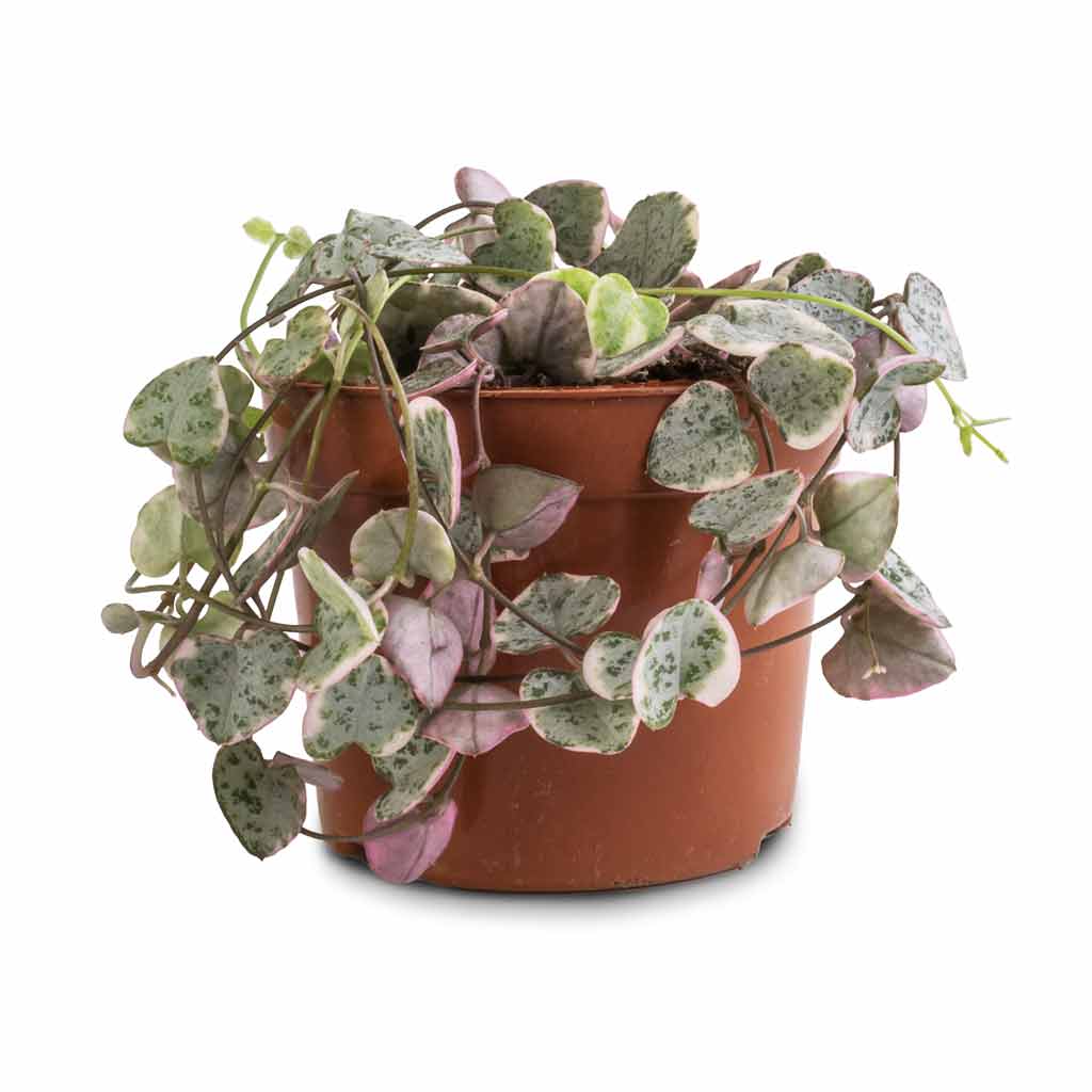 Ceropegia woodii - Variegated String of Hearts - 8 x 20cm (no hanger)