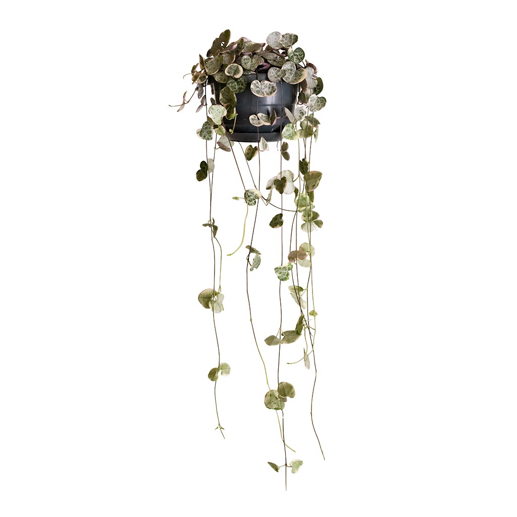 Ceropegia woodii - Variegated String of Hearts