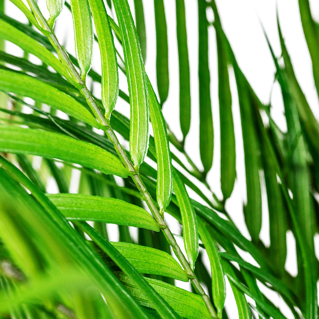 Chamaedorea Palm Parlour Palm Artificial Close Up Detail 