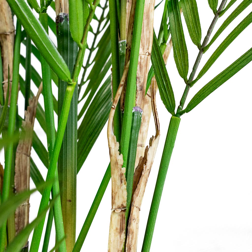 Chamaedorea Palm Parlour Palm Artificial CLose Up Of Palm Leaves 