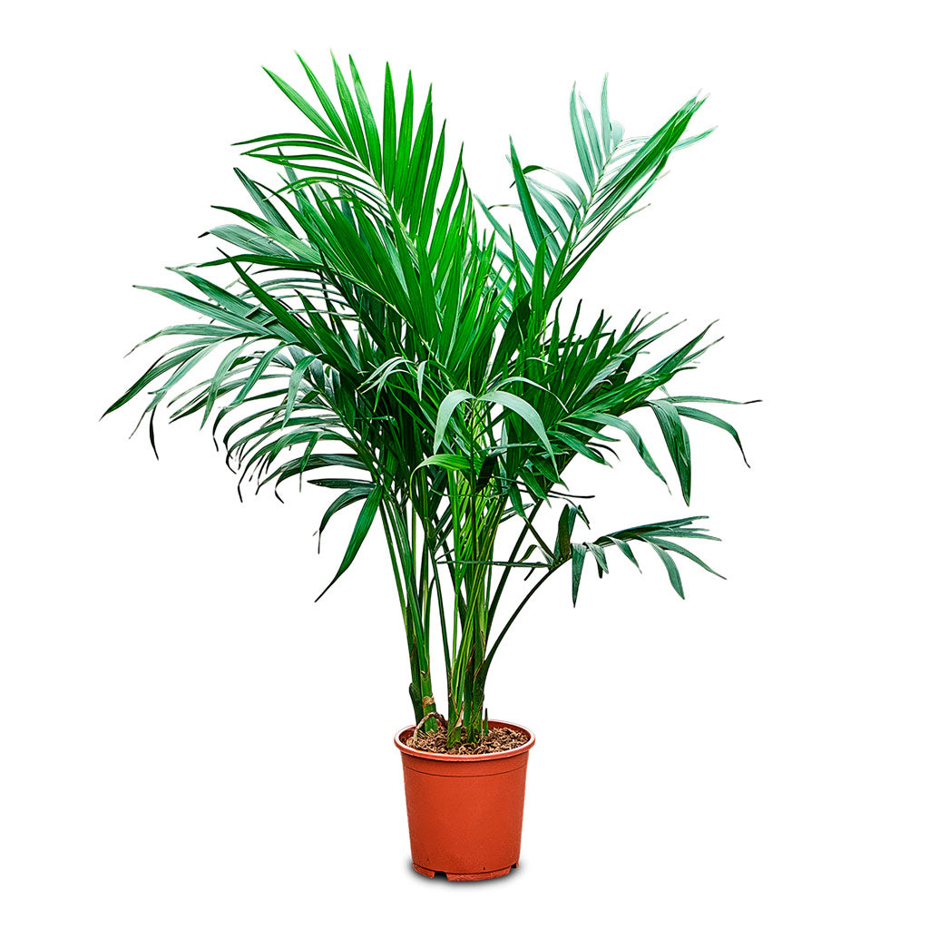 Chamaedorea cataractarum Stella Cat Palm 21x100cm