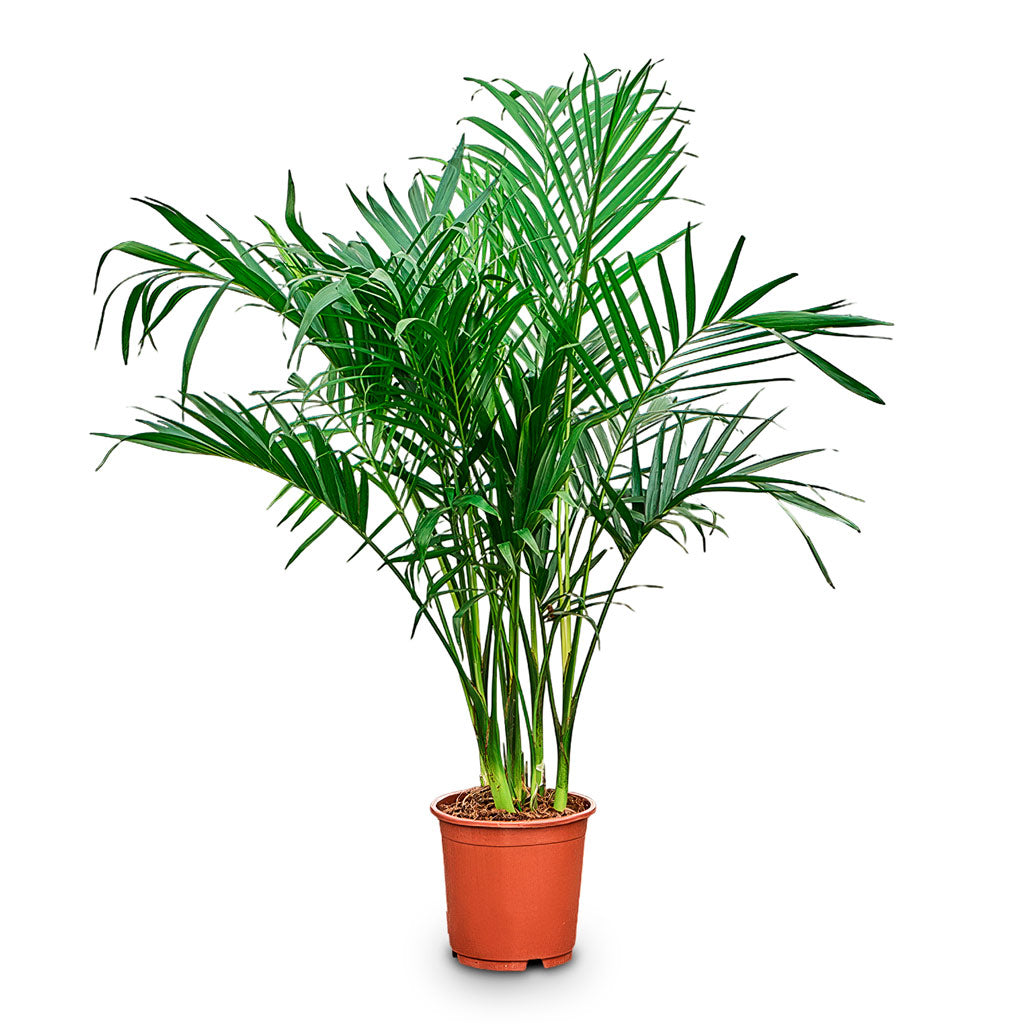 Chamaedorea cataractarum Stella Cat Palm 21x100cm