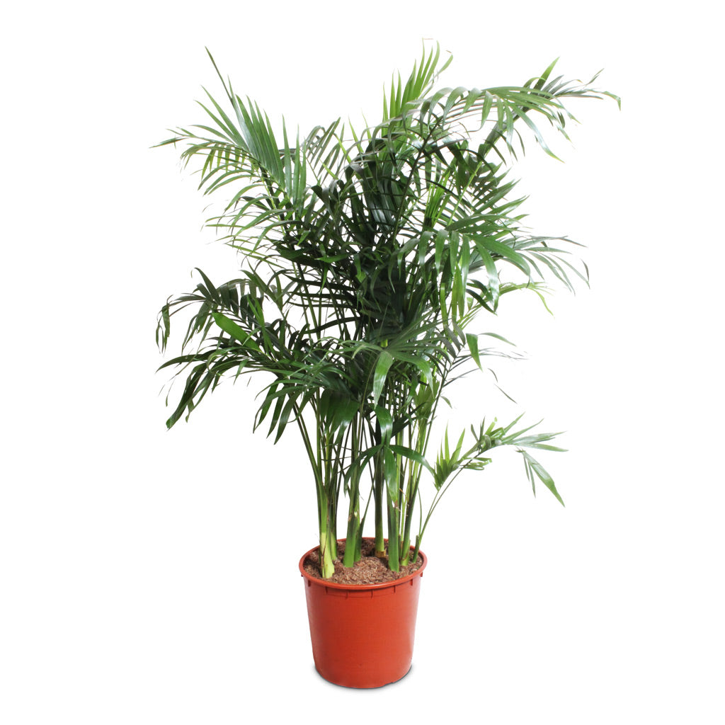 Chamaedorea cataractarum Stella Cat Palm 34x160cm