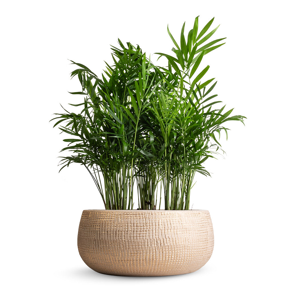 Chamaedorea elegans - Parlour Palm & Ryan Plant Bowl - Sand Gold